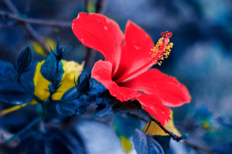 Plant, Hibiscus, Flower
