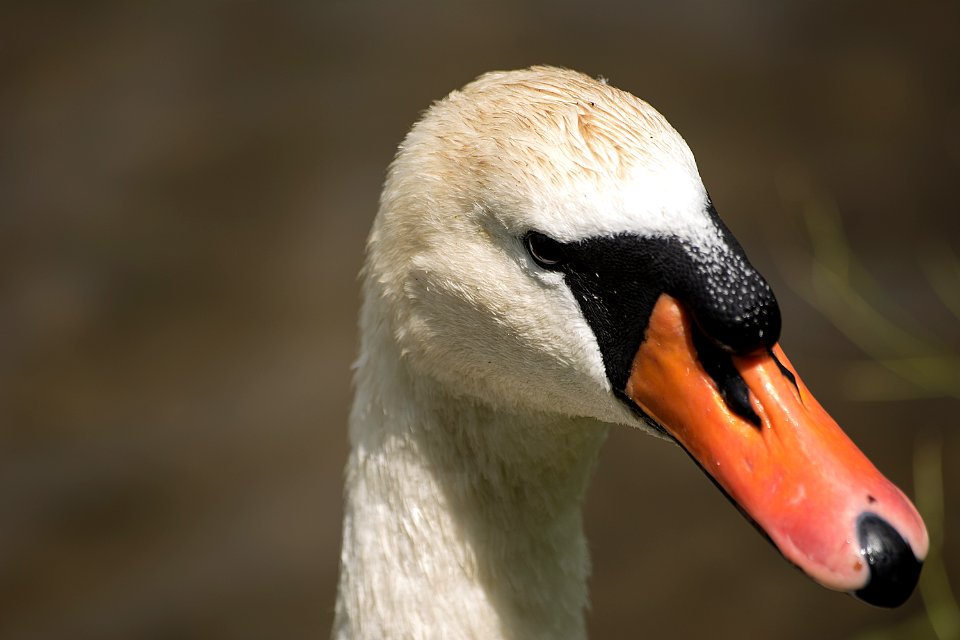 Animal head, Horizontal, Closeup