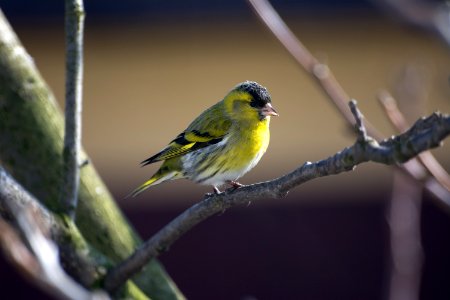 Yellow, Horizontal, Winter photo