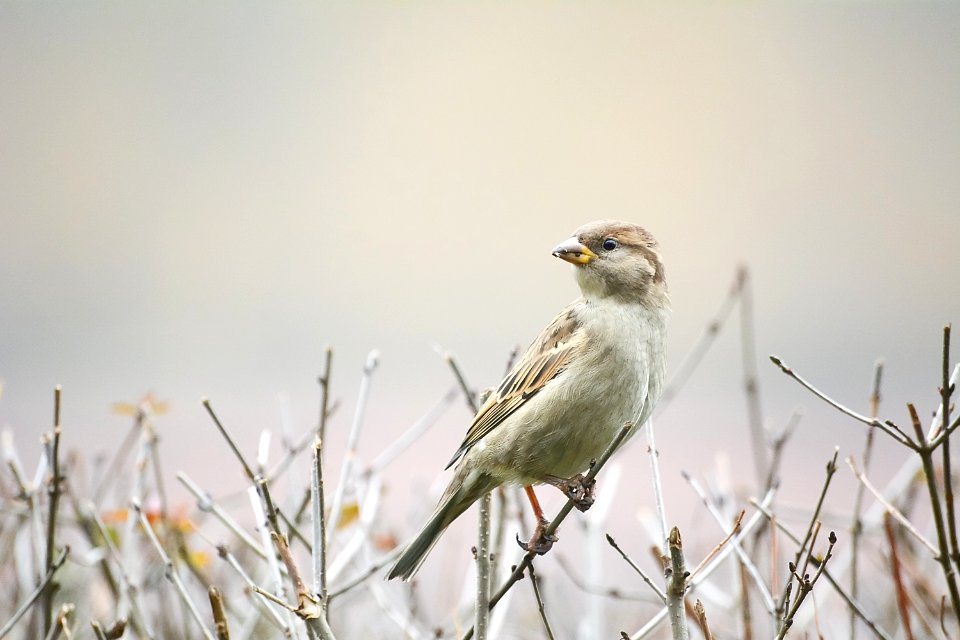 brown bird on the top of wood branch photo