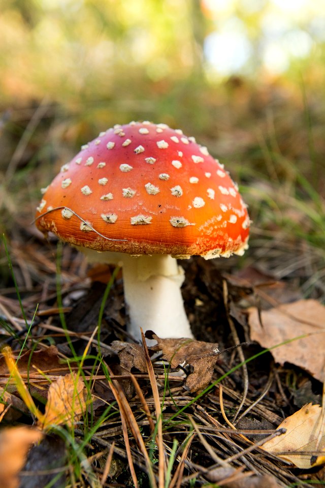 Season, Autumn, Forest