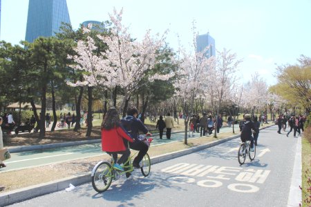 Yeoido park , Seoul, South korea