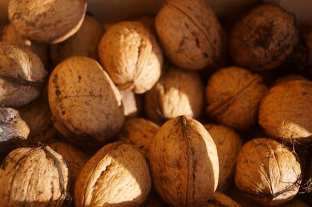 Walnut nut shell photo