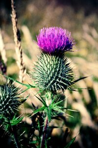 Thistle scottish flower