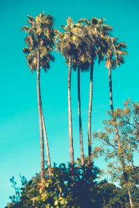 five green-and-brown palm trees