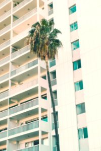 green palm tree beside white high-rise building during daytime photo