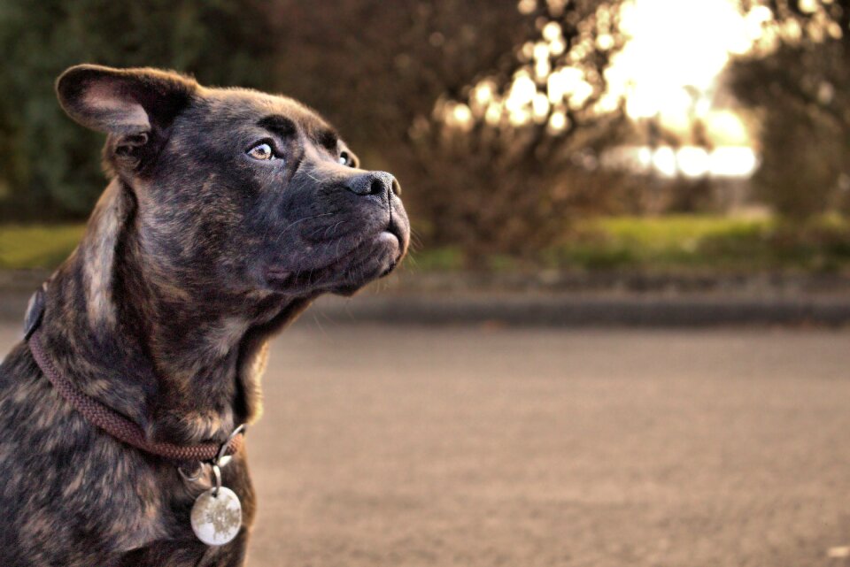 Dog friend pet photo