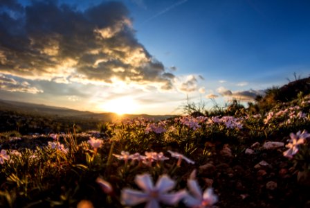 white petaled flowers on field at golden hour photo