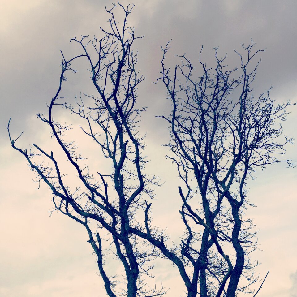 Time of year branches crown
