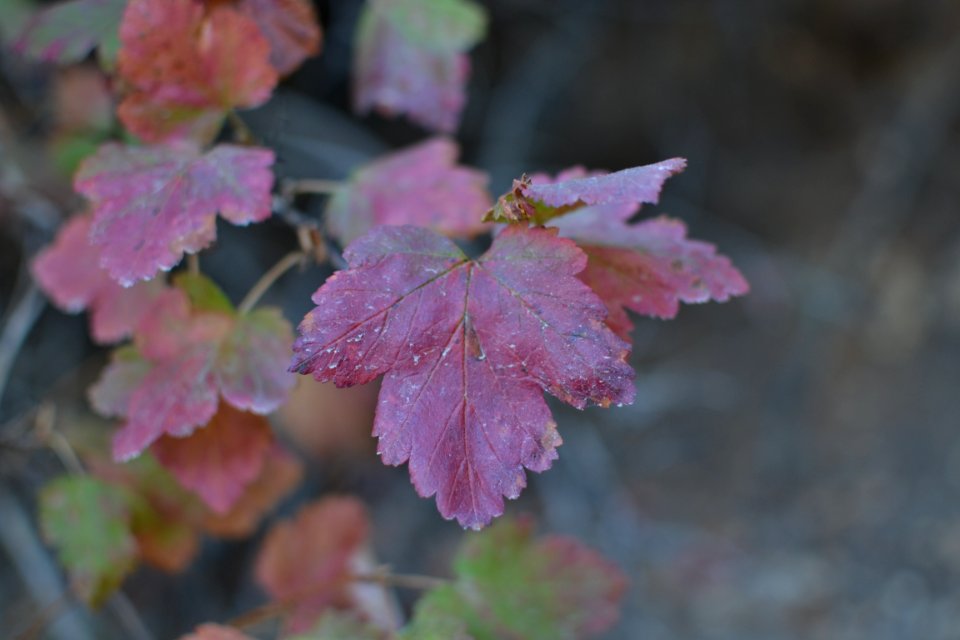 Midway, United states, Nature