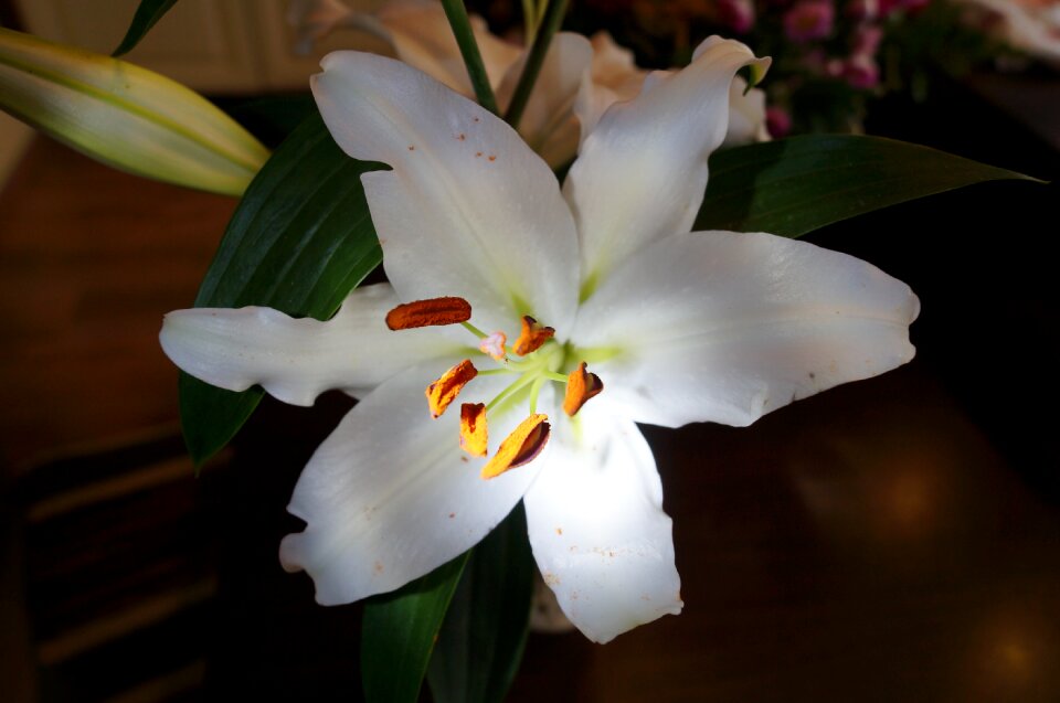 Bloom plant spring