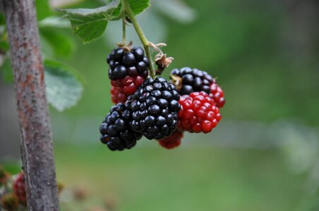 Mulberry blackberry nostalgia