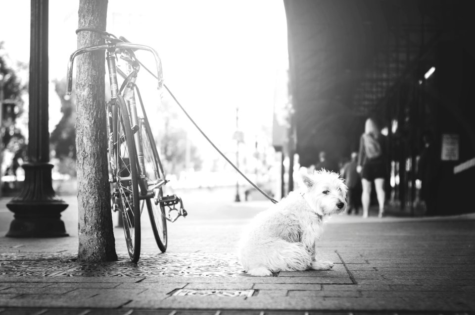 dog tied on brown post