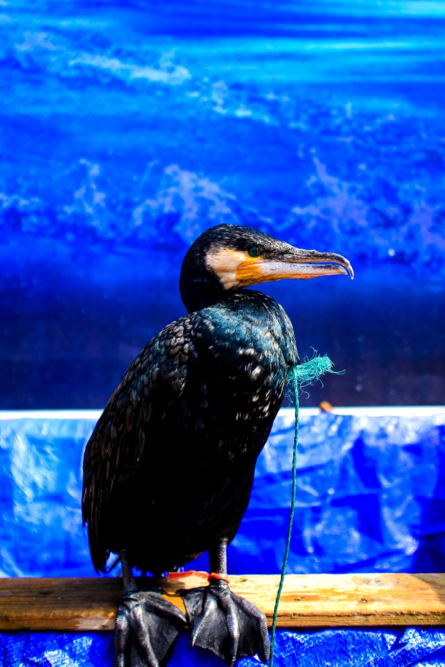 black and yellow duck standing on beige plank
