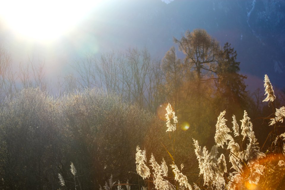 Lumire, Arbre, Roseau