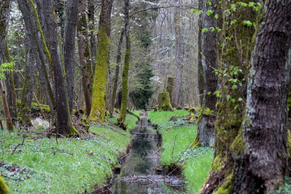 Switzerl, Nature, Noville