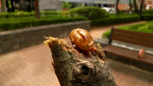 Insect, Slough, Cicada