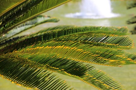 Palma leaves tree
