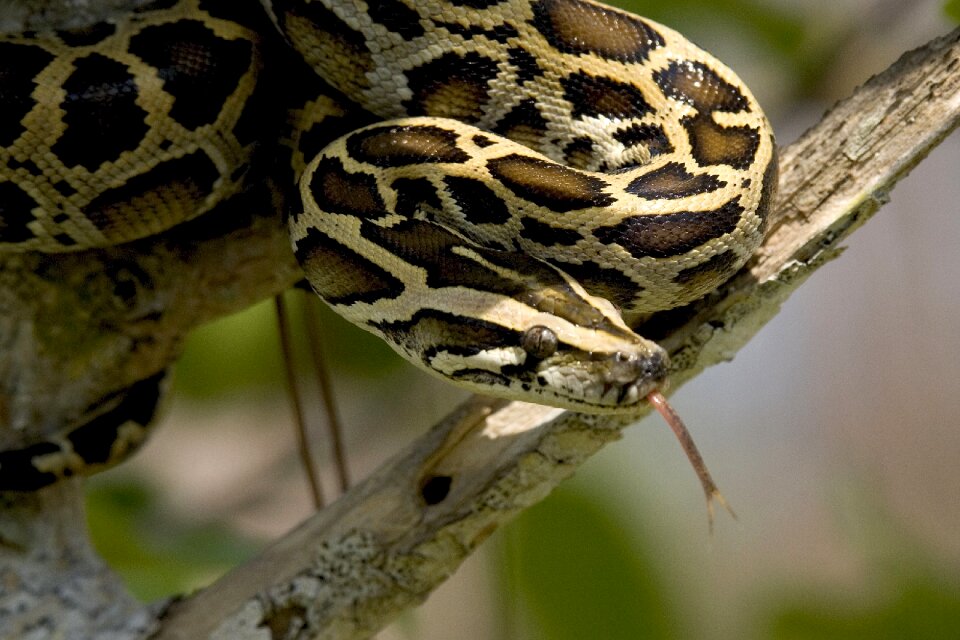 Coiled wildlife everglades