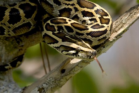 Coiled wildlife everglades