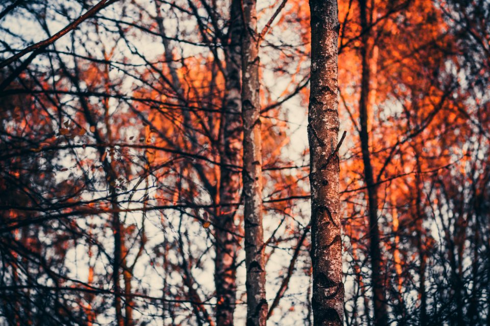 Golden, Trees, Autumn