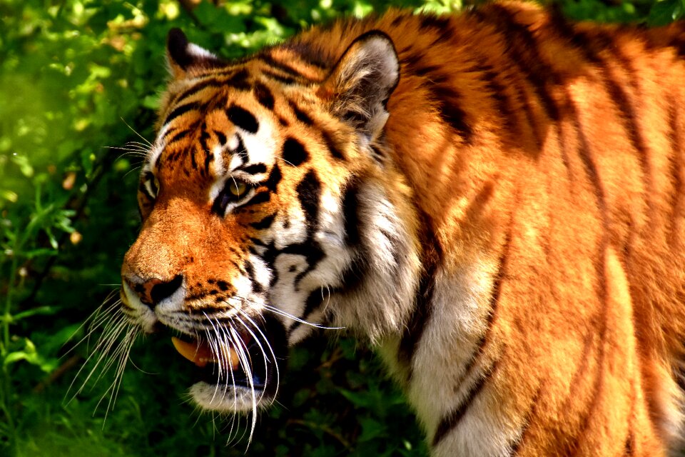 Beautiful dangerous big cat