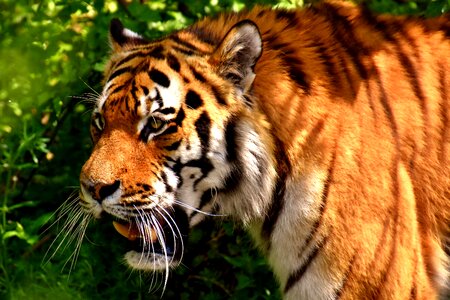 Beautiful dangerous big cat