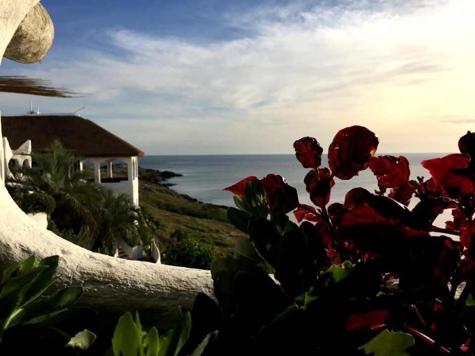 Casapueblo, Uruguay, Flower