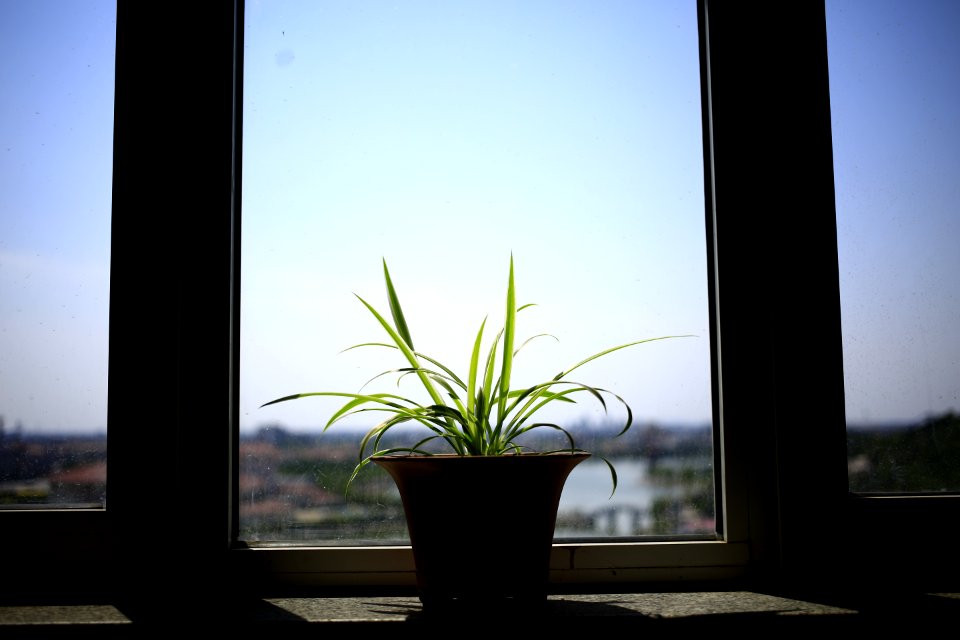 Light, Plant, Window