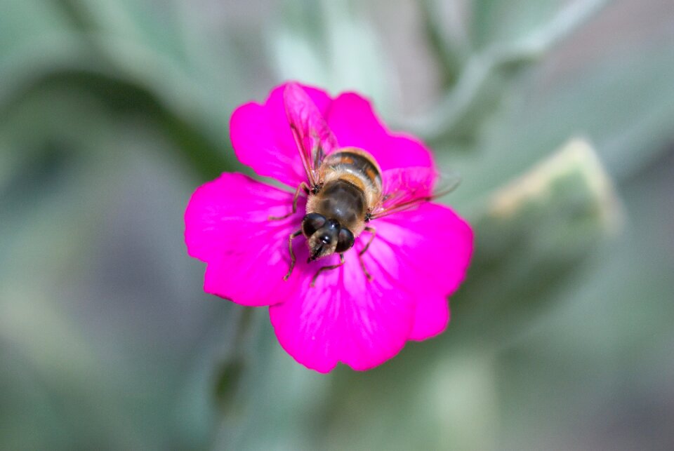 Flower purple close up photo