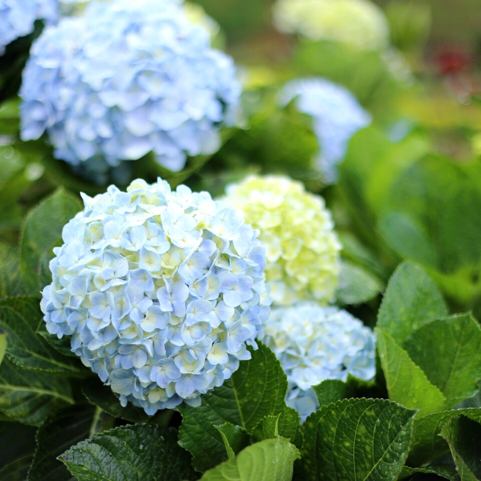 Vietnam natural hydrangea