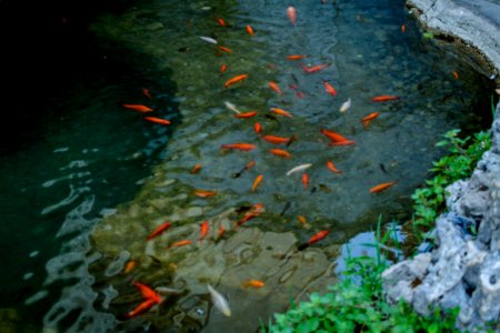 Rome, Italy, Fish