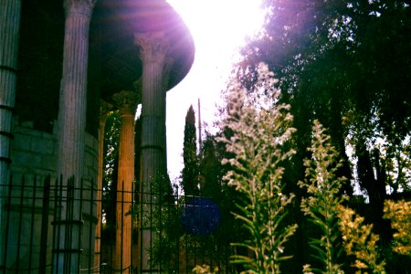Rome, Italy, Trees