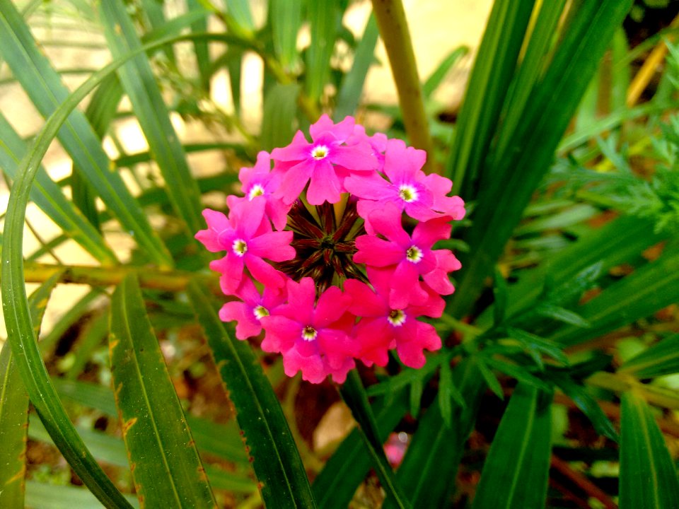 Mukkatty  p, Alur rd, Uppatti