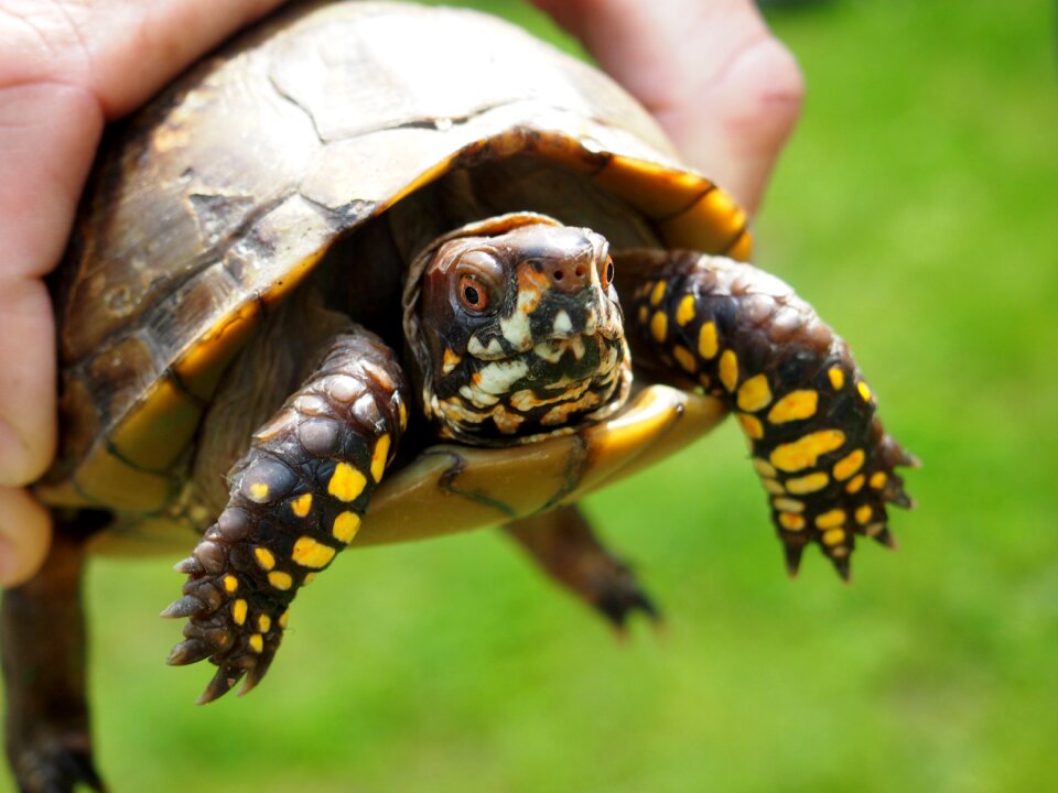 Reptile tortoise wildlife
