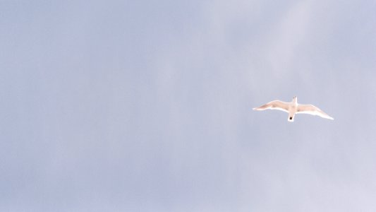 white bird flying in the middle of sky taken at daytime photo