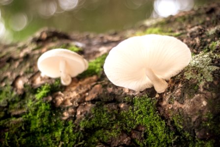 closeup photography of two white mushrooms photo