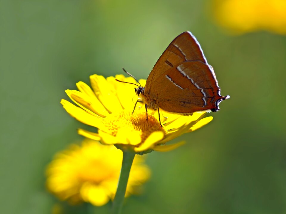 Butterfly dog flower yellow