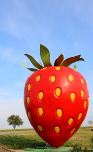 Strawberry tree sky