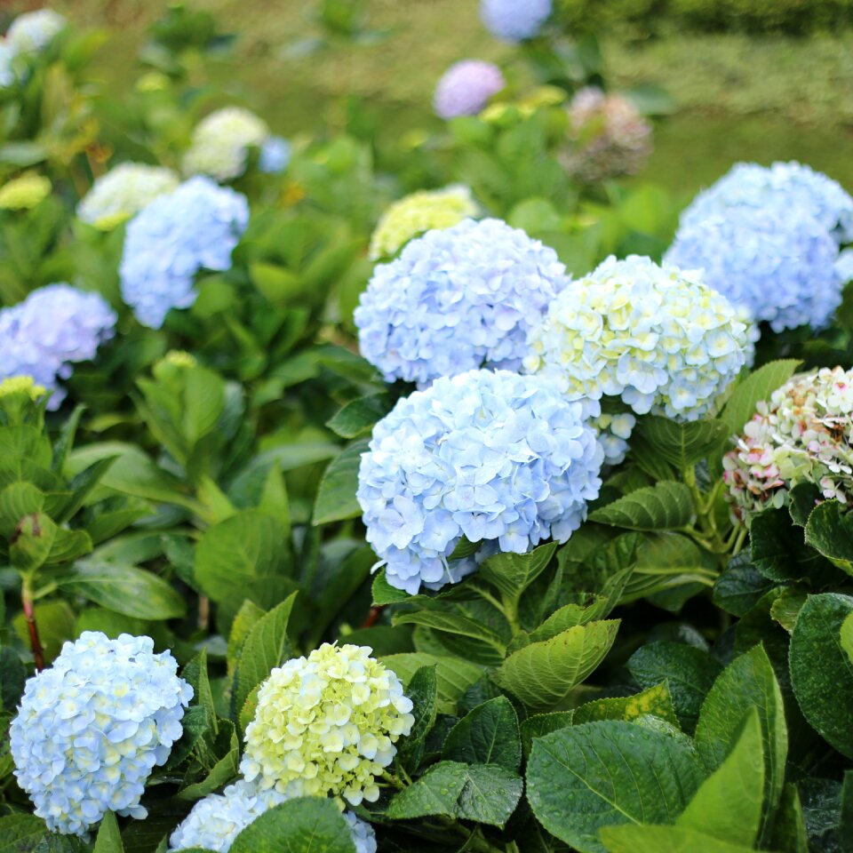 Vietnam natural hydrangea