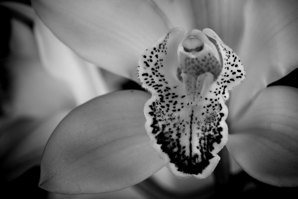 Guatemala, Guatemala city, Orchid