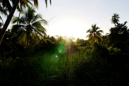 Thail, Ko samui, Palms