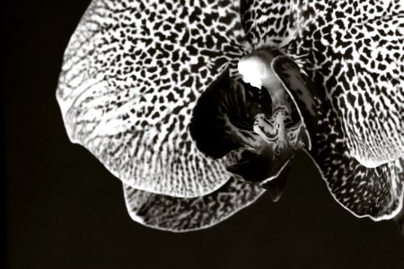Guatemala, Macro, Orchid