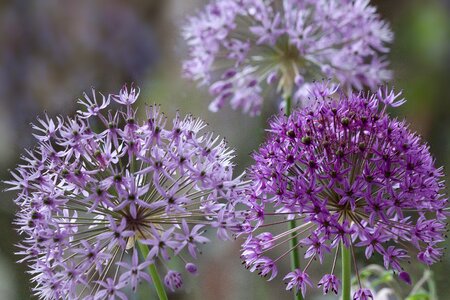 Plant nature ball leek photo