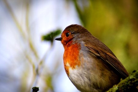 Oxford isl,  nature reserve, Craigavon