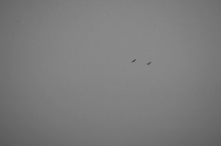 Bird, Animals, Sky