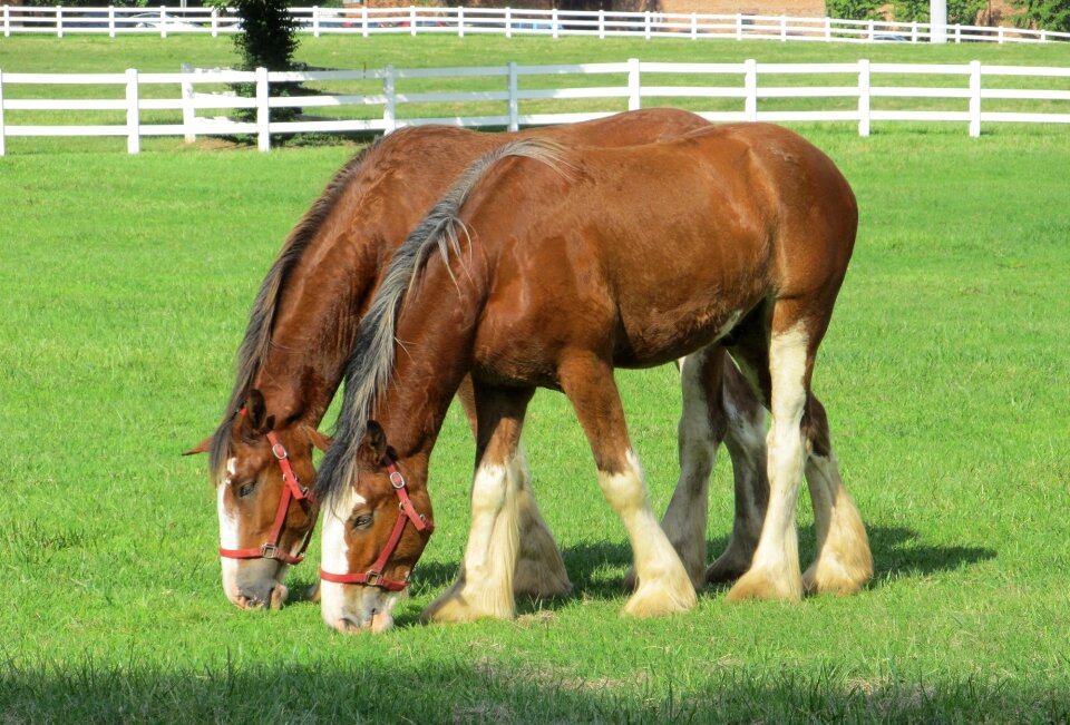 Yearlings young grazing