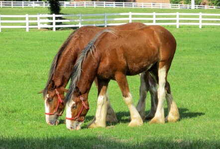 Yearlings young grazing