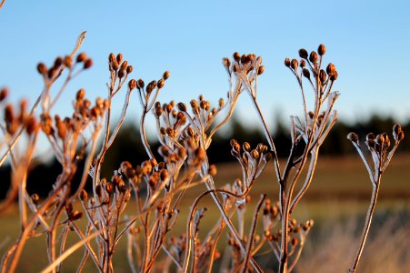 brown petaled flowers during daytime photo