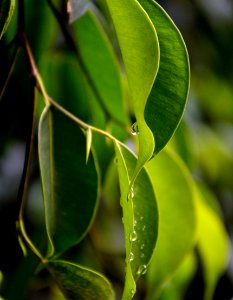 Bengaluru, India, Nature photo